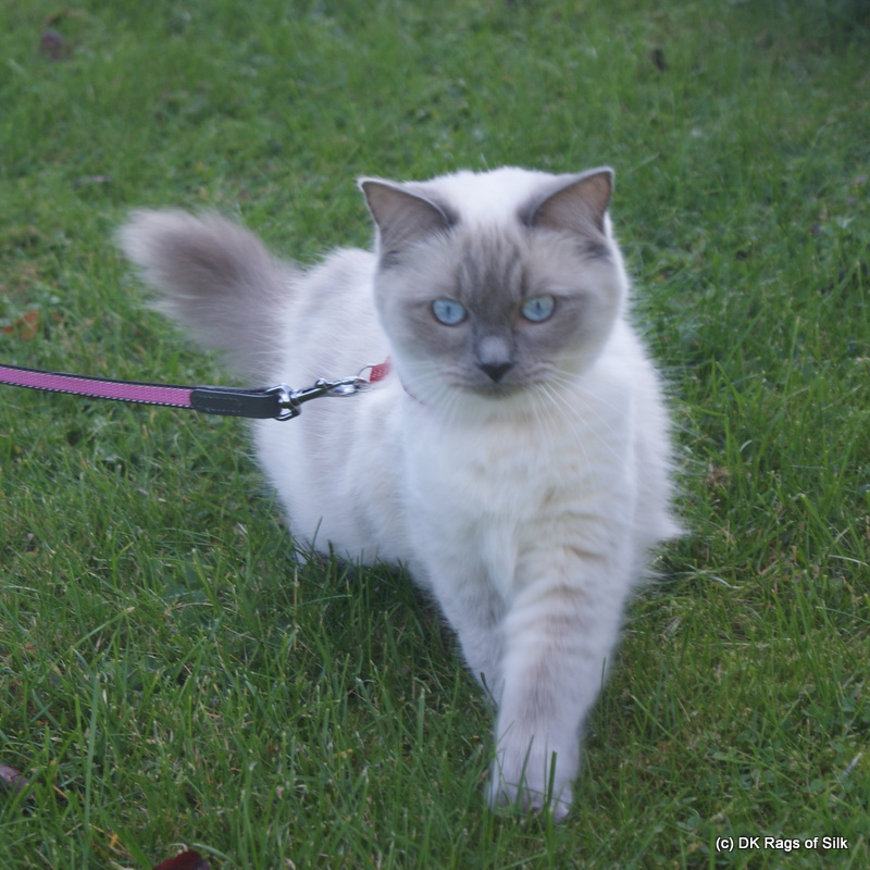 dk rags of silk bombyx baila, ragdoll kat, ragdoll jylland, ragdoll opdræt