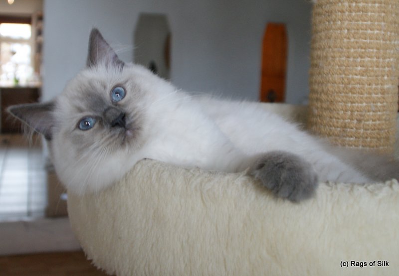 Ragdoll cat denmark, dk rags of silk bombyx baila