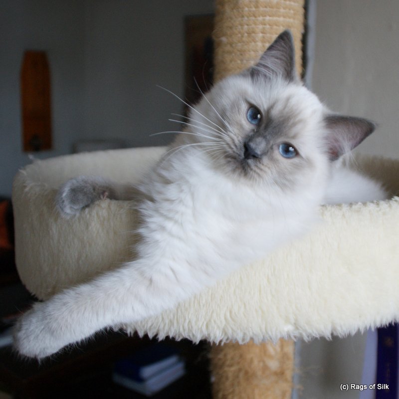 Ragdoll killinger, ragdoll kat, dk rags of silk bombyx baila, ragdoll breeder
