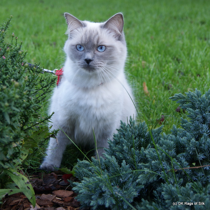 Ragdoll opdræt, ragdoll kat, dk rags of silk, ragdoll jylland