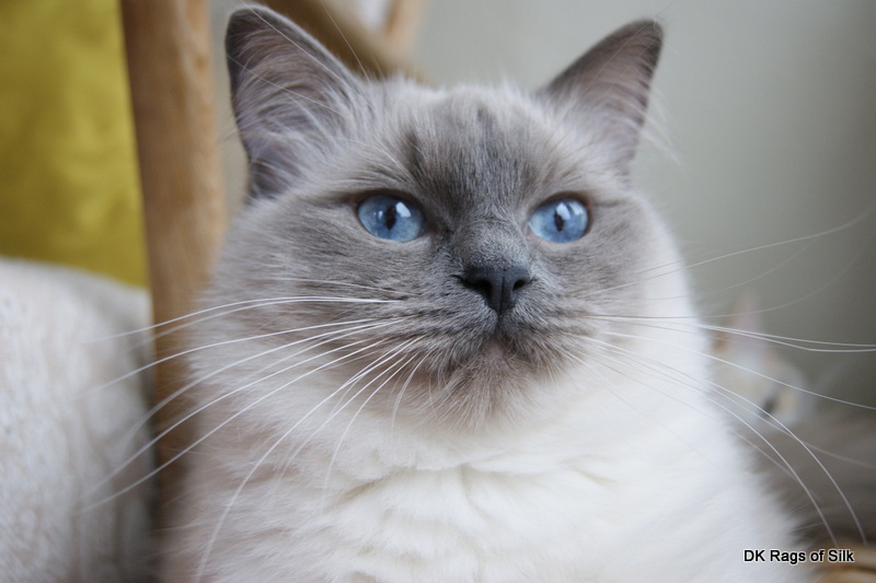 dk rags of silk, ragdol, ragdoll, ragdoll killinger, ragdoll jylland