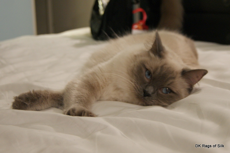 ragdoll killinger, ragdoll kat, rags of silk, ragdoll katteri, ragdoll opdræt