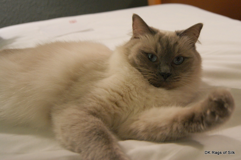 ragdoll opdræt, ragdoll killinger, killinger til salg, dk rags of silk