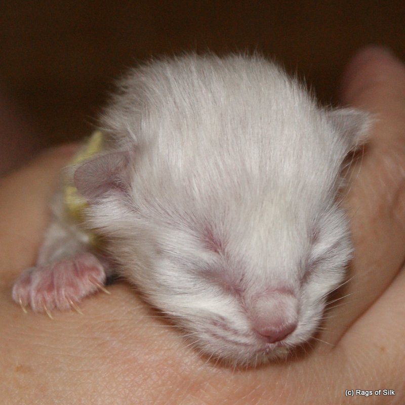 Ragdoll killing,
racekat jylland,
ragdoll jylland,
ragdoll killing til salg,
kælekat,
familiekat