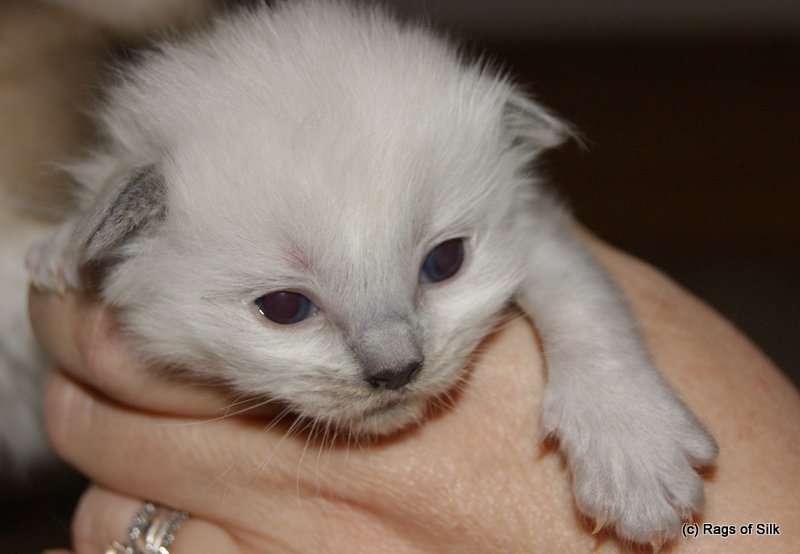 Ragdoll killing,
ragdoll kat,
ragdoll opdræt,
racekat jylland,
rags of silk,
ragdoll jylland,
udstillingskat