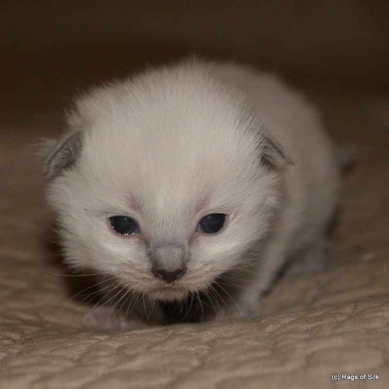 Ragdoll kat,
ragdol killing,
ragdol opdræt,
rags of silk,
killinger til salg,
racekat til salg