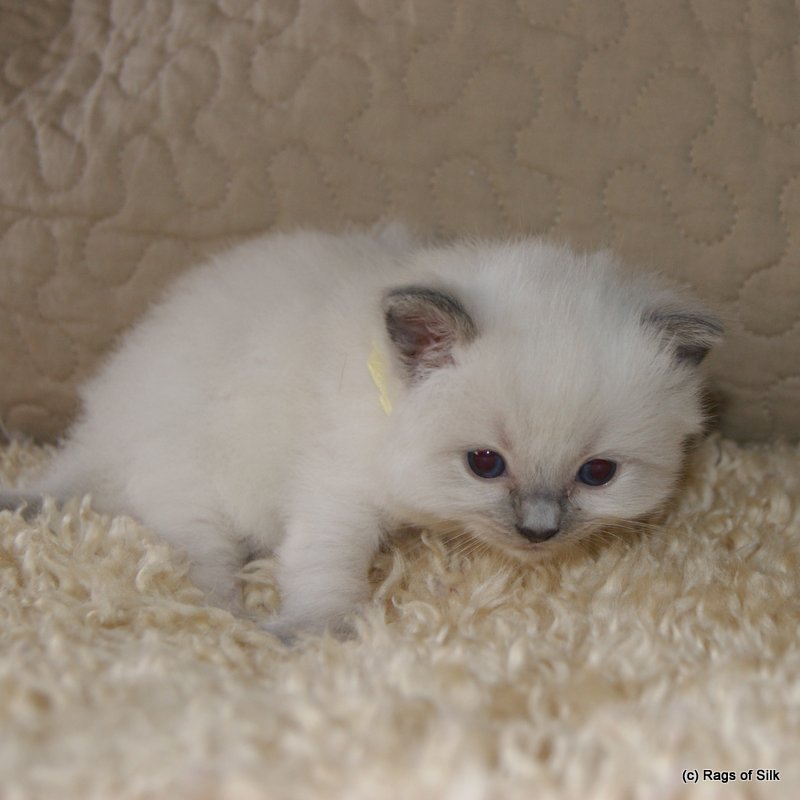 Ragdoll killing,
            ragdoll kat,
            ragdoll opdræt,
            familiekat,
            killinger til salg,
            racekat jylland,
            rags of silk