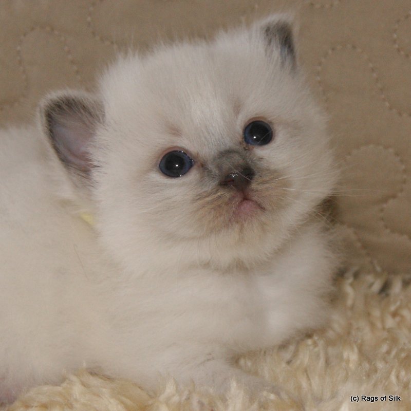 Ragdoll killinger,
ragdoll kat,
ragdoll jylland,
racekat jylland,
søde katte,
rags of silk