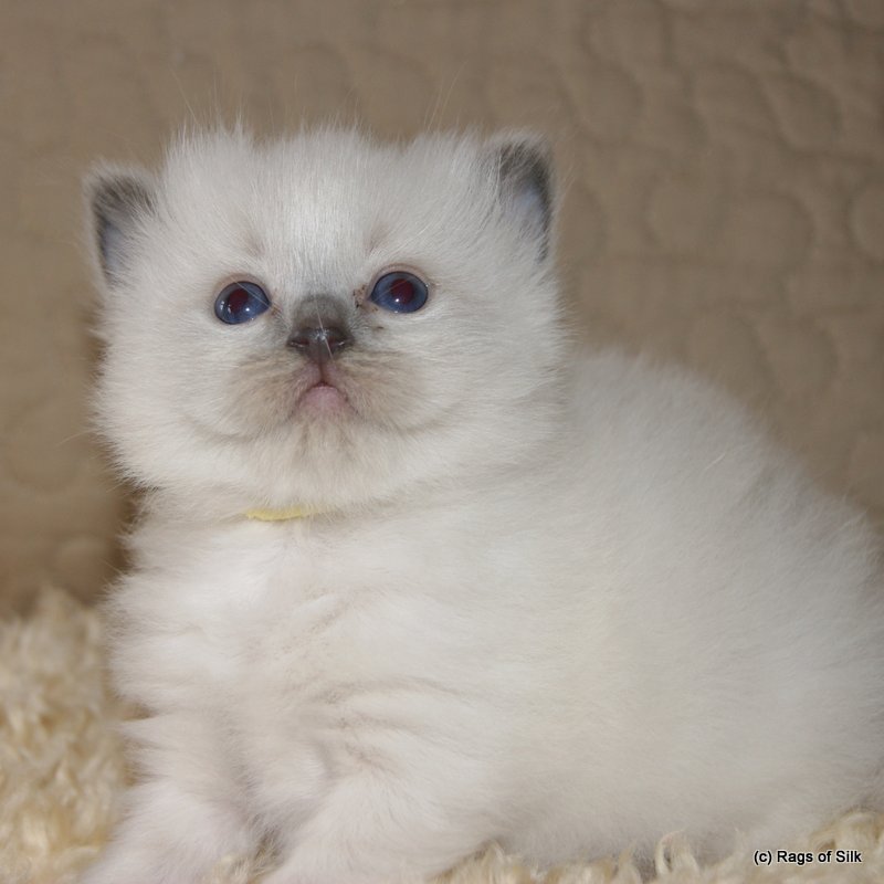 Ragdoll killinger,
ragdoll kat,
racekat jylland,
ragdoll jylland,
rags of silk