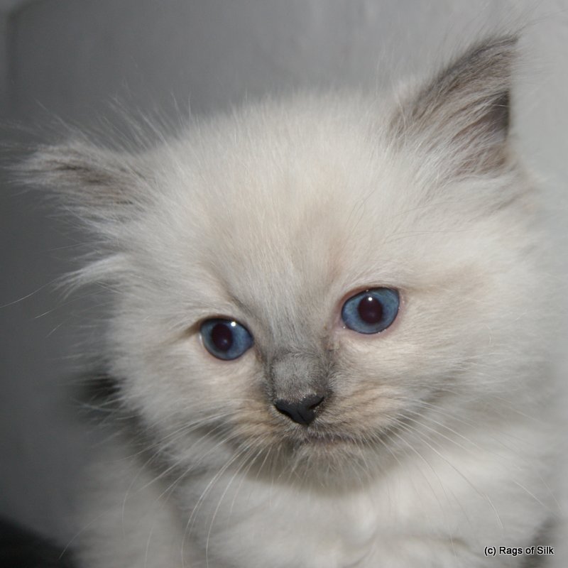Ragdoll kilinger,
ragdoll kat,
killinger til salg,
racekat jylland,
katteudstillinger