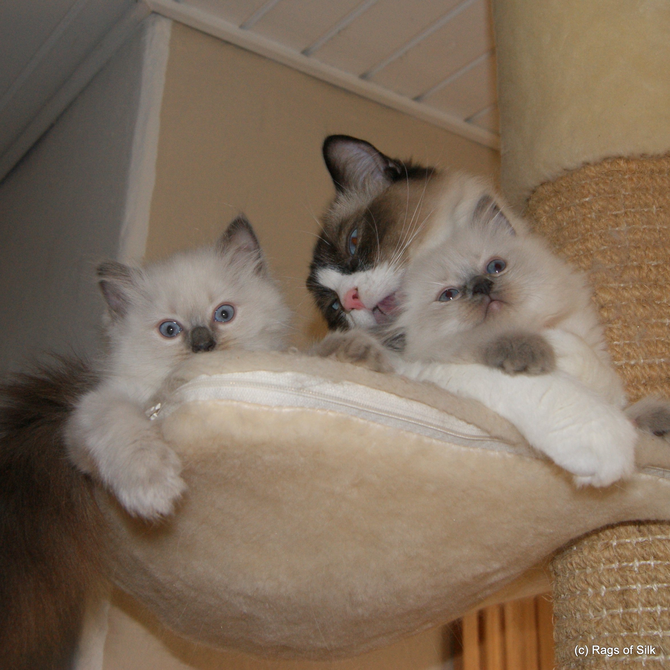 Ragdoll killnger,
ragdoll kat