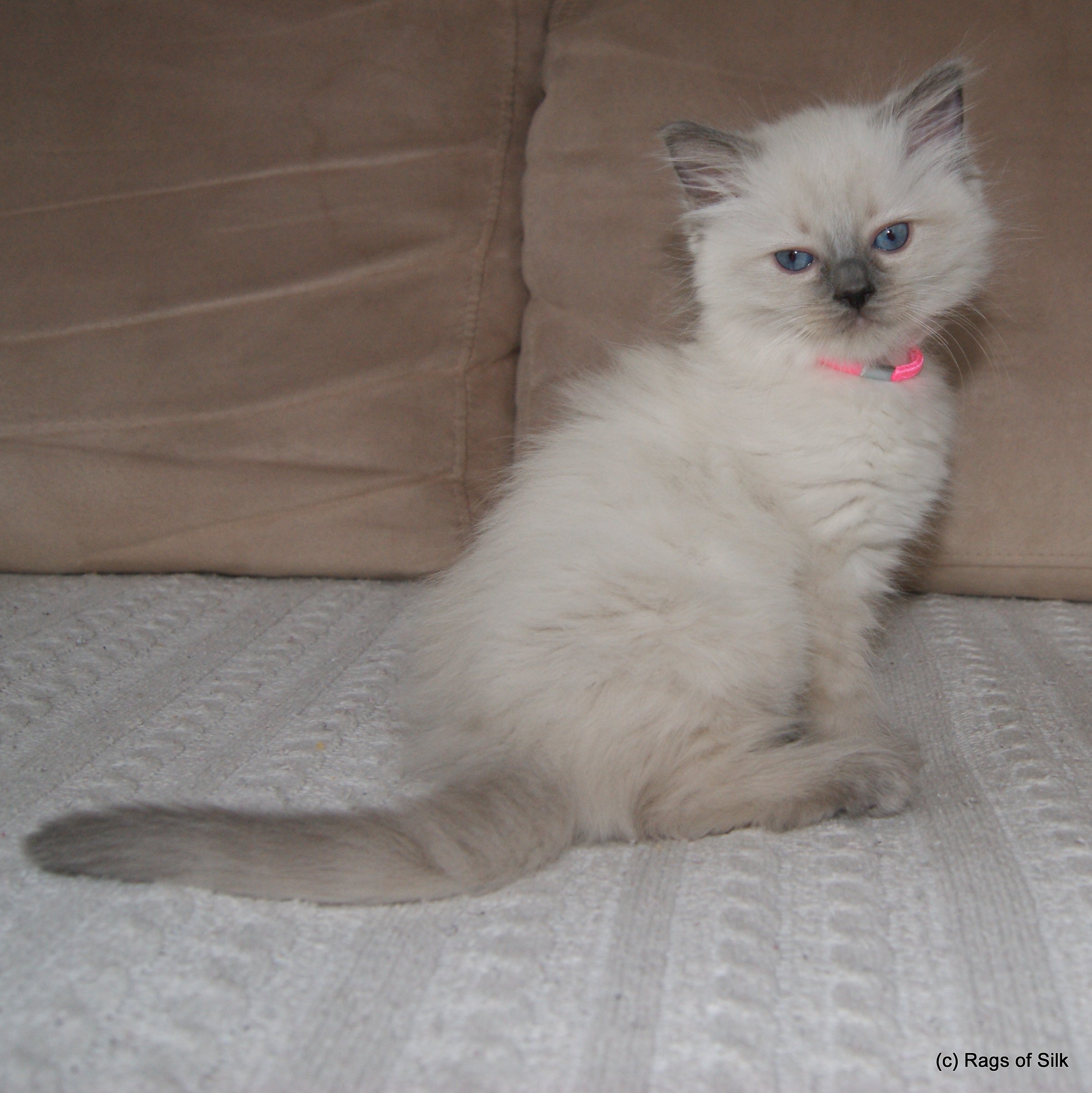 Ragdoll killinger,
ragdoll jylland,
ragdoll kat,
opdræt af ragdoll,
dk rags of silk