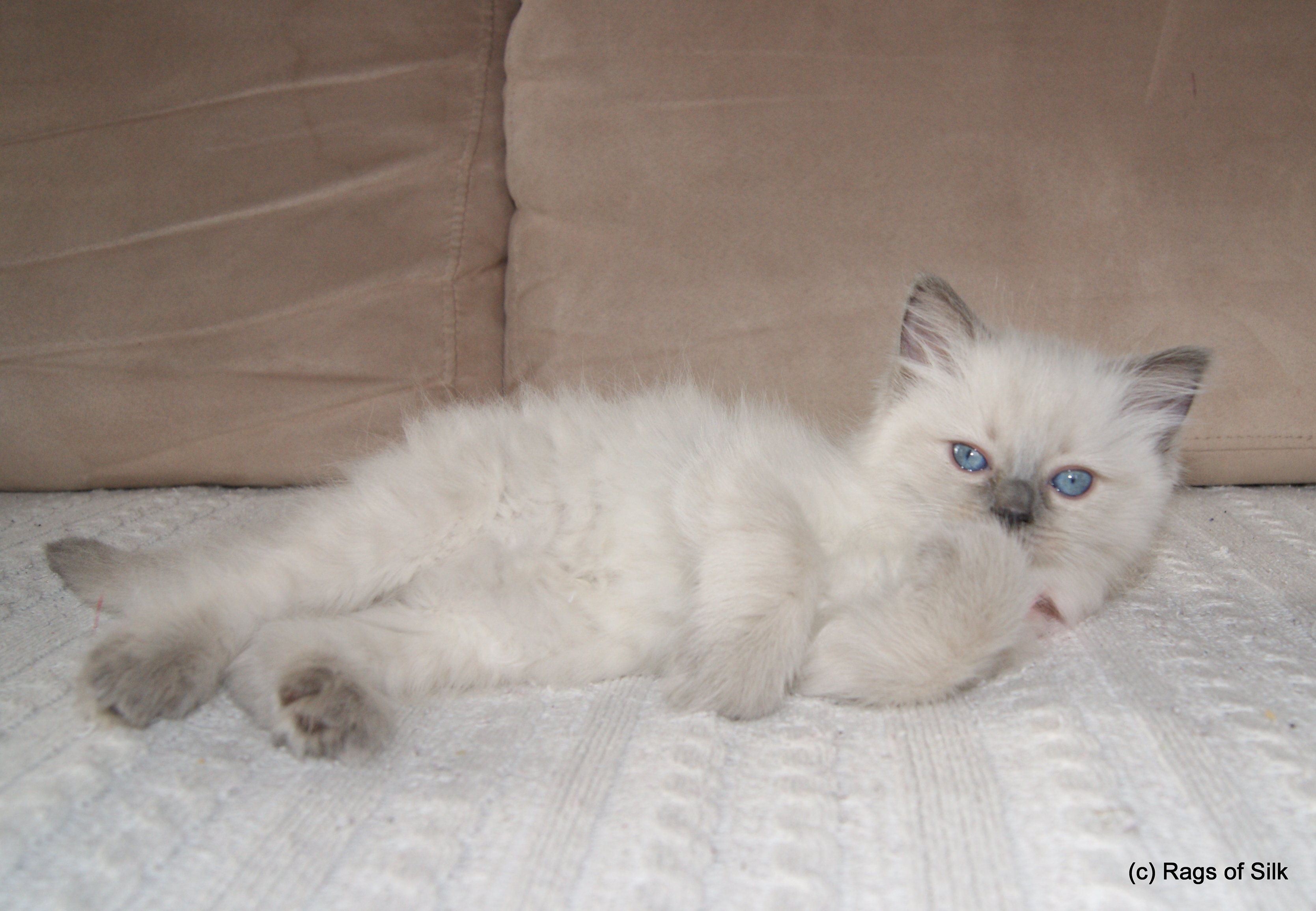 Ragdoll killinger,
ragdoll kat,
dk rags of silk