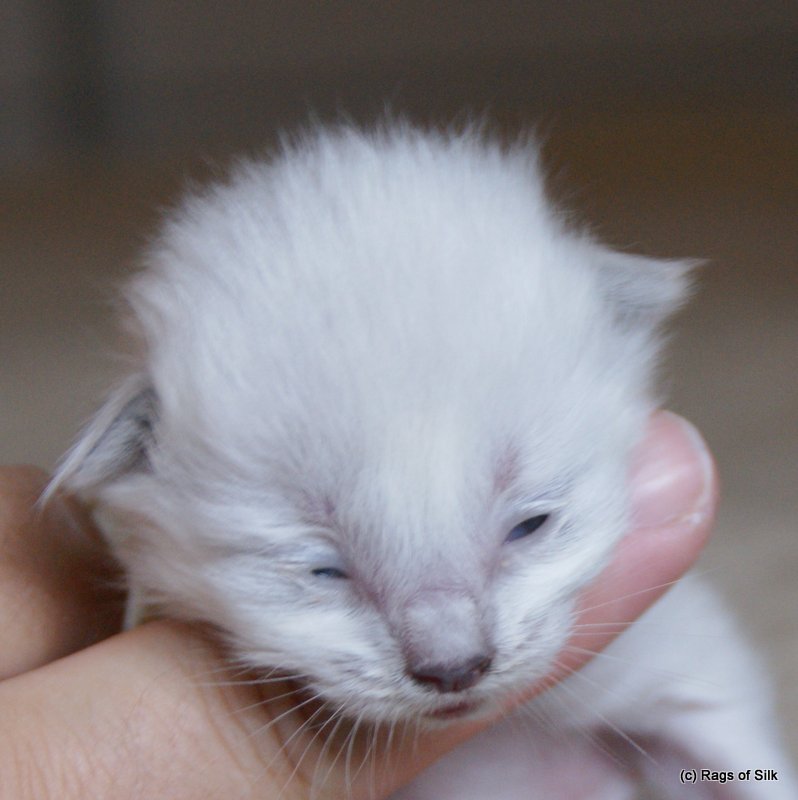 Ragdoll killing,
ragdoll kat,
racekat jylland,
rags of silk,
killinger til salg