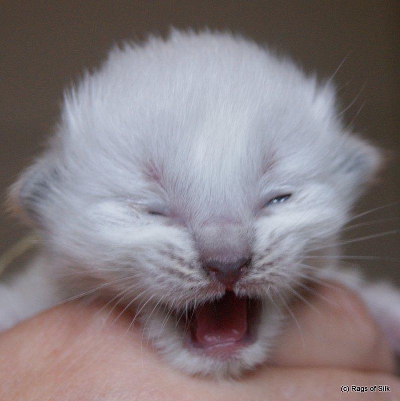 Ragdoll killing 1 uge gammel Ragdoll killinger,
ragdoll kat,
racekat jylland,
killinger til salg,
rags of silk,
familiekat