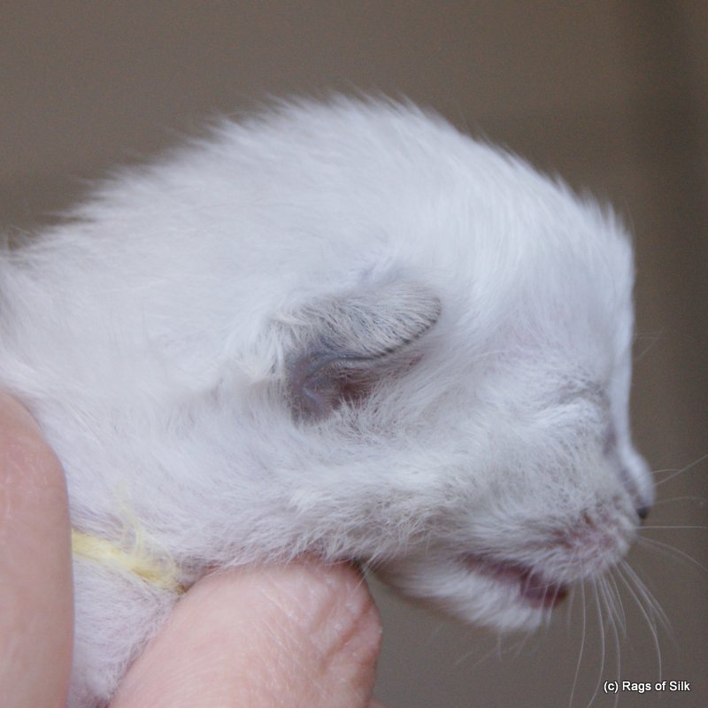 Ragdoll killing,
ragdoll kat,
racekat jylland,
ragdoll killinger til salg,
rags of silk,