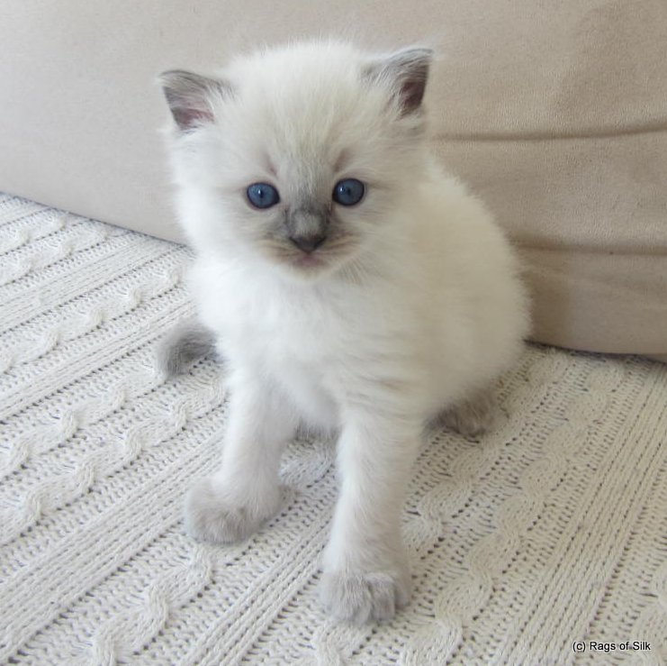 Ragdoll killng,
ragdoll kat,
killinger til salg,
familiekat,
rags of silk