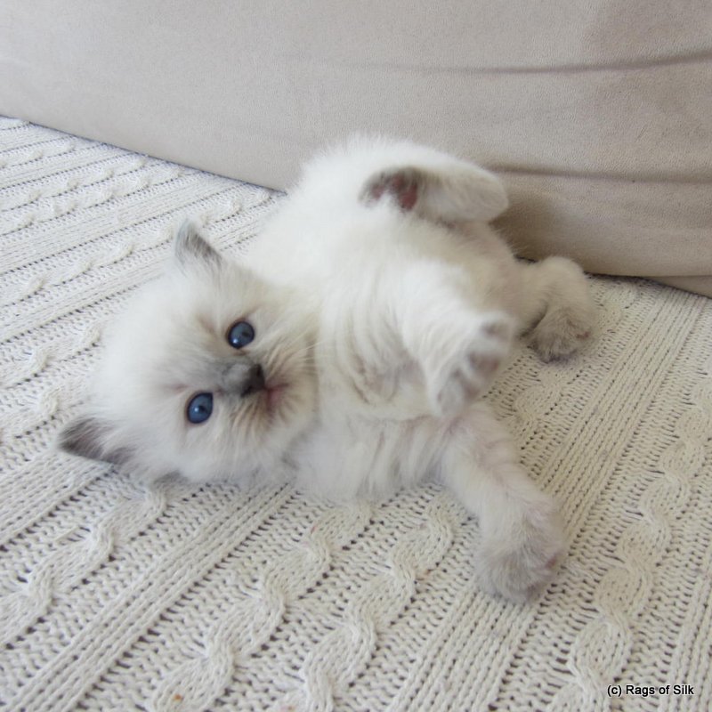 Ragdoll killing,
ragdoll kat,
DK Rags of silk bombyx baila,
ragdoll katteri