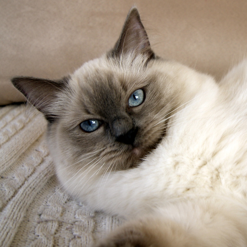 DK Rags of Silk Bombyx Baila Ragdoll kat, ragdoll killinger, racekat jylland, killinger til salg, DK rags of silk bombyx baila
