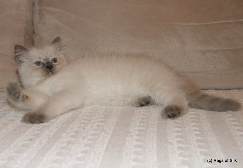 dk rags of silk,
ragdoll jylland,
killinger til salg