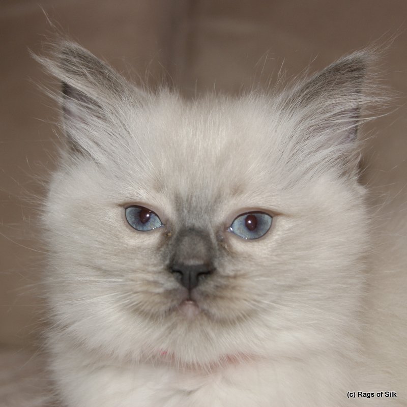 Ragdoll killinger,
ragdoll kat,
ragdoll denmark