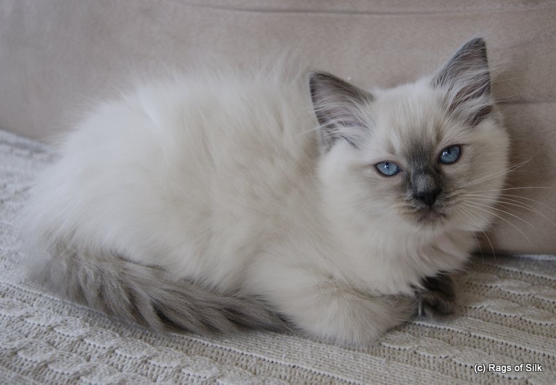 ragdol kat,
ragdoll denmark,
dk rags of silk bombyx Baila