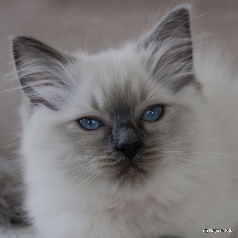Ragdoll killinger,
ragdoll kat,
ragdoll denmark,
racekat jylland