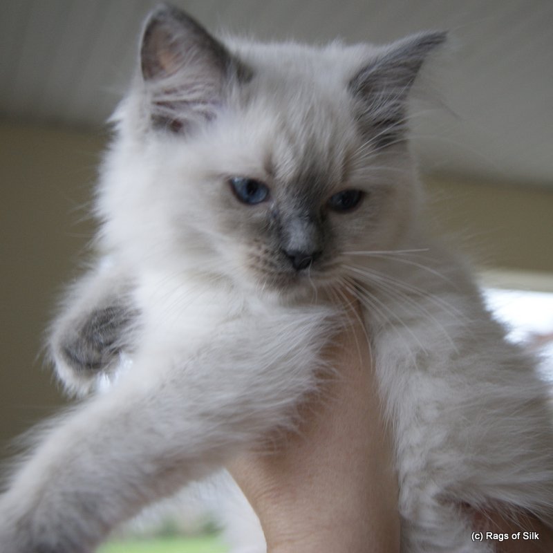 Ragdoll killinger,
ragdoll kat,
dk rags of silk bombyx baila
