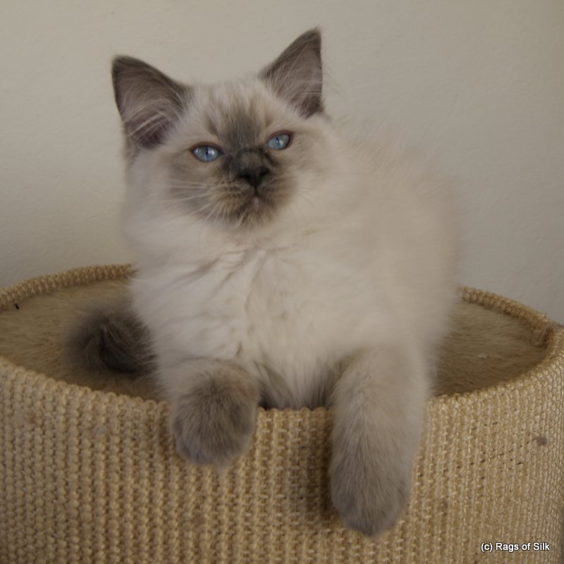 DK rags of silk bombyx Baila,
ragdoll jylland,
ragdoll kat,
ragdoll killinger