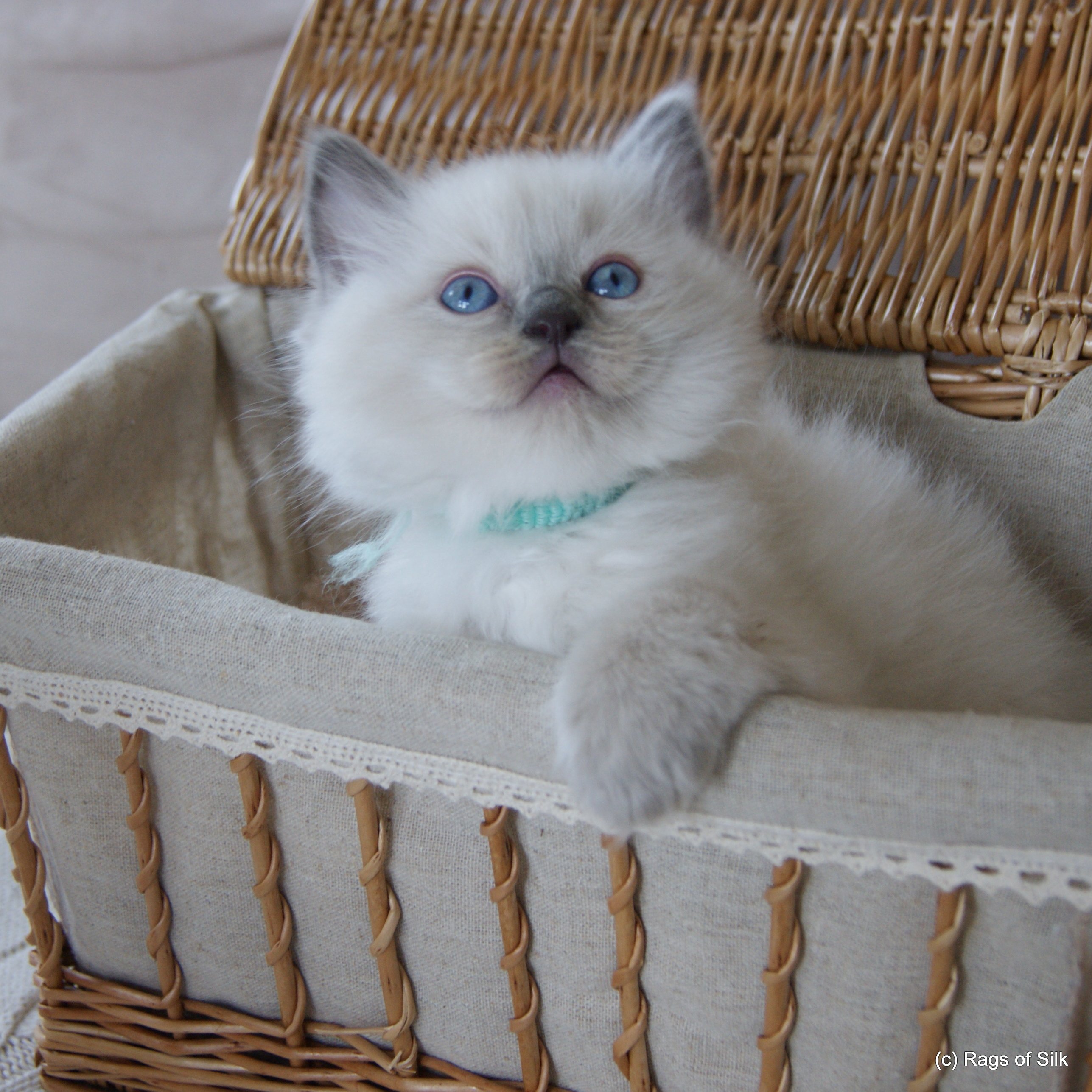 Ragdoll killinger,
            ragdoll kat,
            rags of silk,
            ragdoll breeder denmark