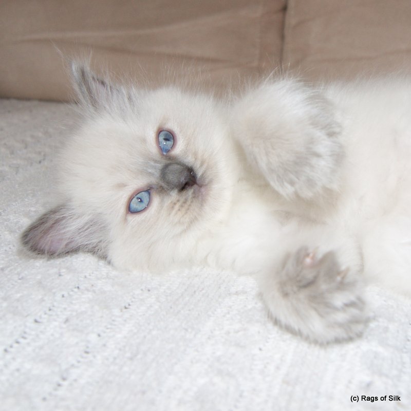 Ragdoll killinger,
            ragdoll kat,
            dk rags of silk,
            ragdoll jylland,
            racekat jylland