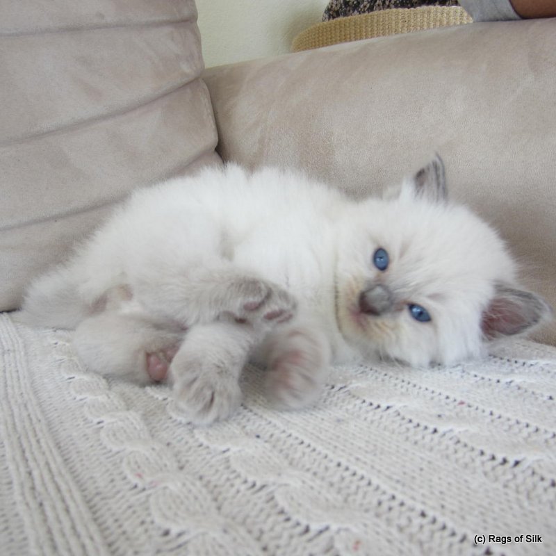 Ragdoll killinger,
            ragdoll kat,
            ragdoll jylland,
            racekat jylland,
            familiekat