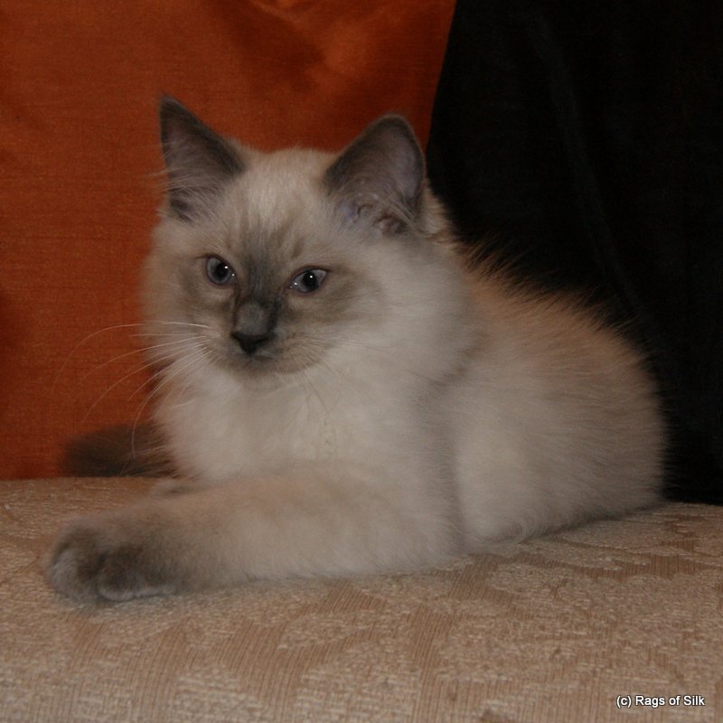 Ragdoll killinger,
            ragdoll kat,
            racekat jylland