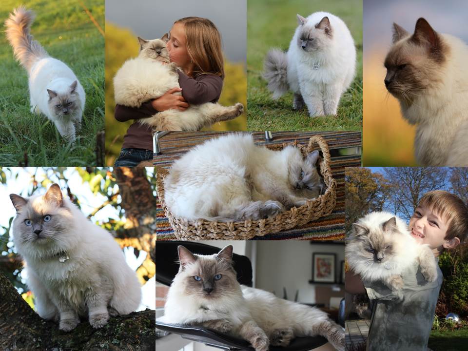 ragdoll, dk rags of silk bombyx belleza, ragdoll jylland, ragdoll kat, killinger