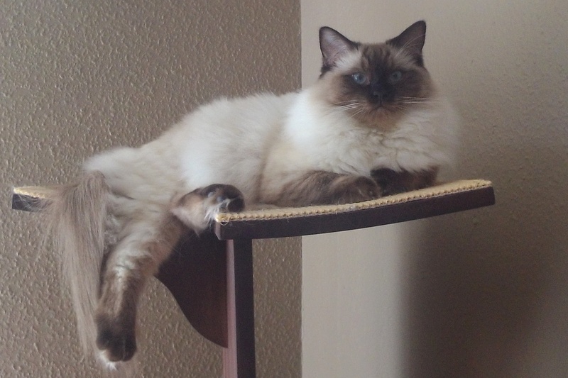 Dk rags of silk bombyx bolero, ragdoll, ragdoll killing, ragdoll kat jylland