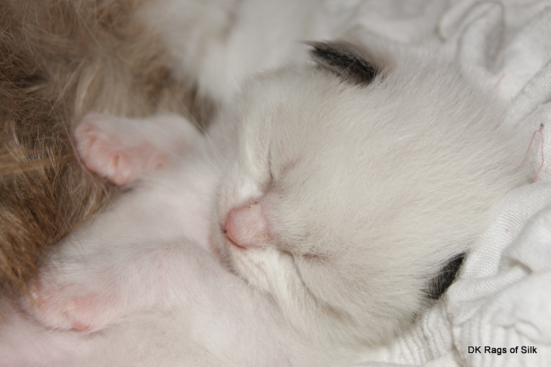 ragdoll killinger,
 ragdoll kat,
 ragdoll opdræt,
 dk rags of silk,
 racekat jylland,
 ragdoll jylland,
 