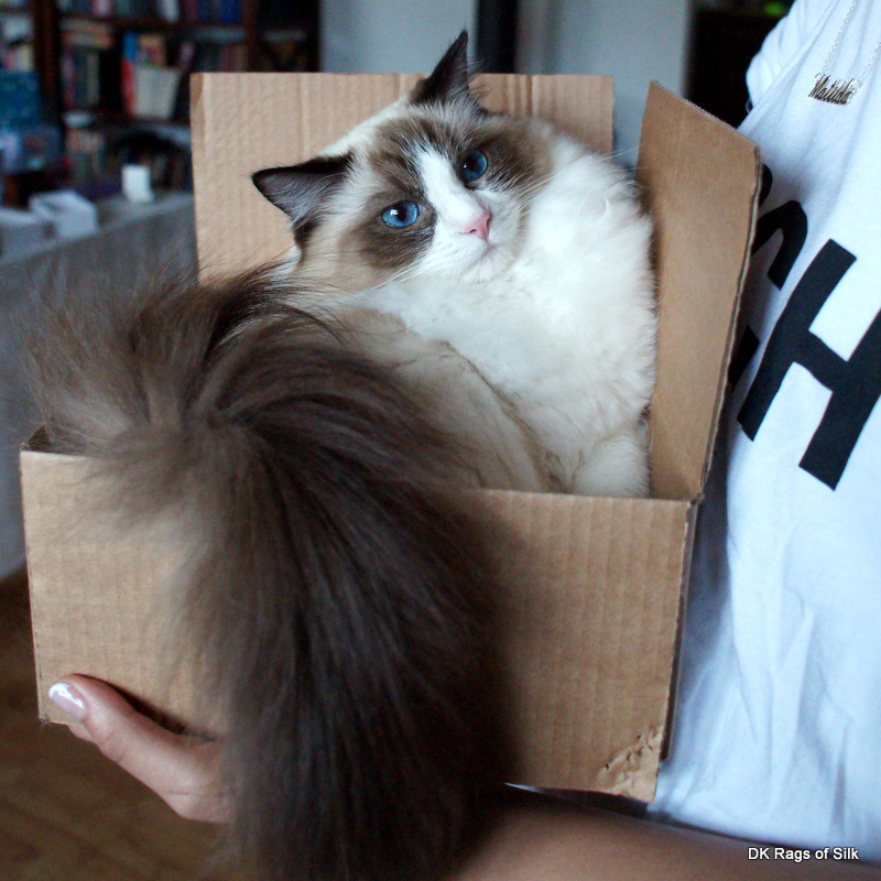 ragdoll kat,
 dk rags of silk dupion daisy,
 ragdolls til salg,
 ragdoll jylland