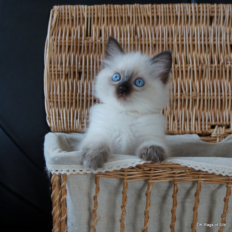 ragdoll killinger, dk rags of silk dupion delight, killinger til salg