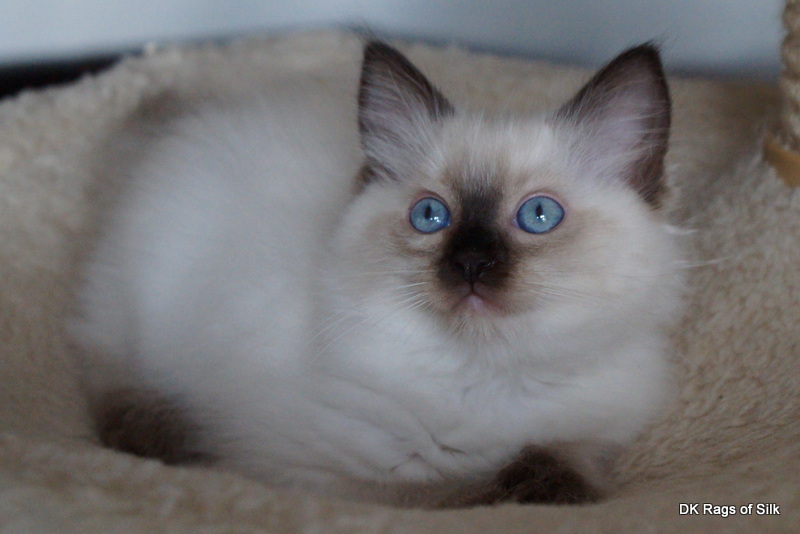 ragdoll killinger, dk rags of silk, killinger til salg