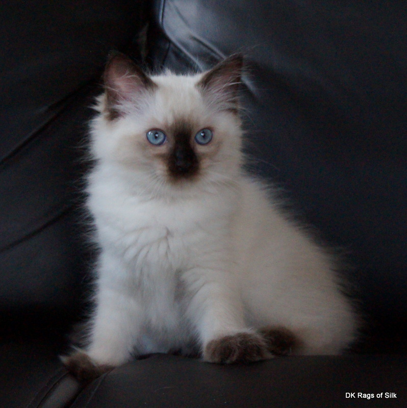 Ragdoll killinger, dk rags of silk, ragdoll kat, ragdolls i danmark, ragdoll katteri