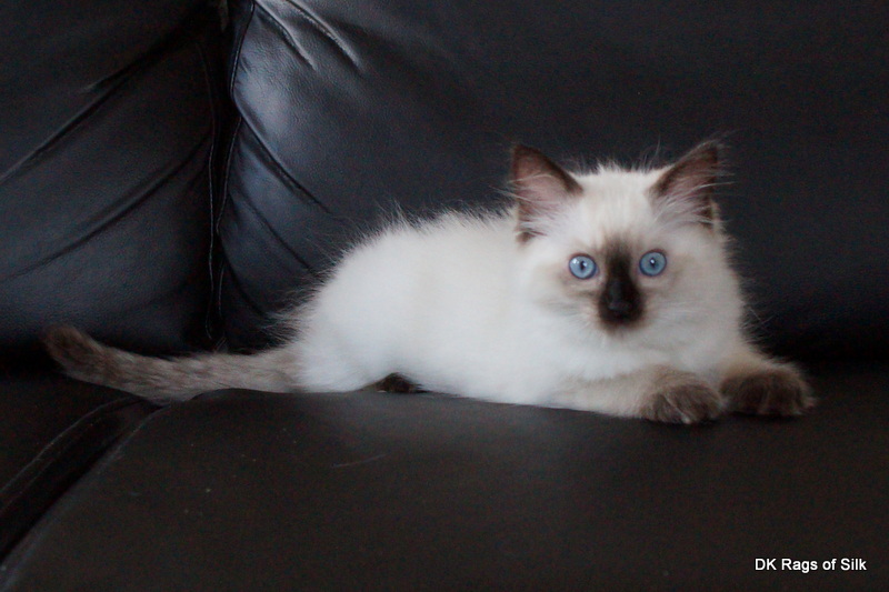 ragdoll killinger, ragdol kat, dk rags of silk