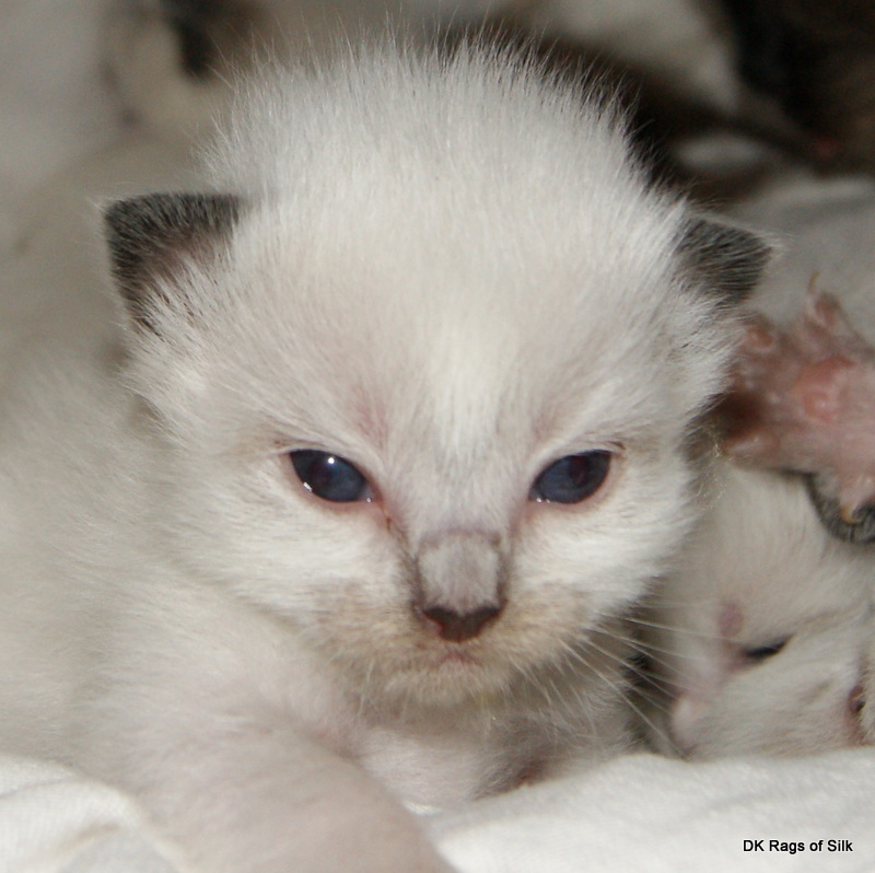 ragdoll killinger, ragdoll opdræt, ragdoll kat, ragdol, racekat jylland, dk rags of silk dupion delight, ragdoll jylland