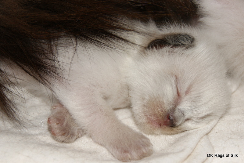 ragdoll killinger, ragdoll opdræt, ragdoll kat, ragdol, racekat jylland, dk rags of silk dupion delight, ragdoll jylland
