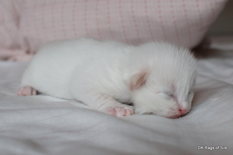 ragdoll killing, ragdol, ragdoll kat, ragdoll jylland,