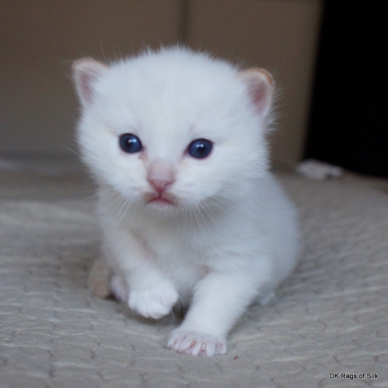 Ragdoll killing, DK rags of silk, ragdoll killinger til salg, Ragdoll killinger jylland