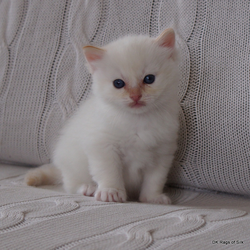 Ragdoll killinger jylland, dk rags of silk eri elliott, racekat jylland.