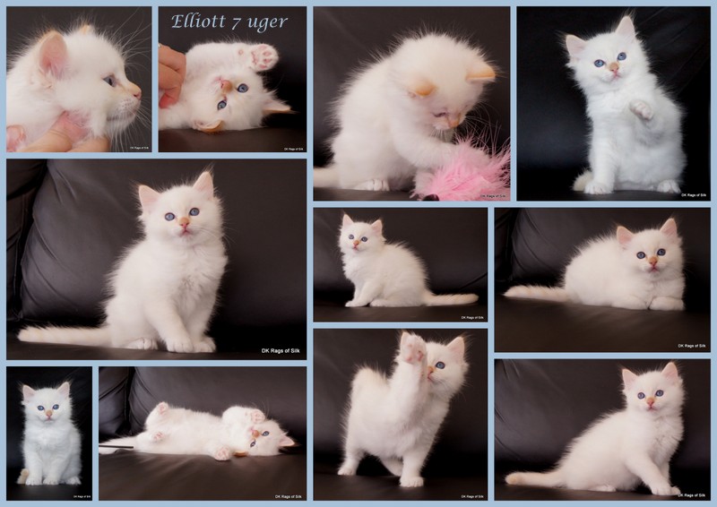 ragdoll killinger, ragdoll kat, dk rags of silk eri elliott