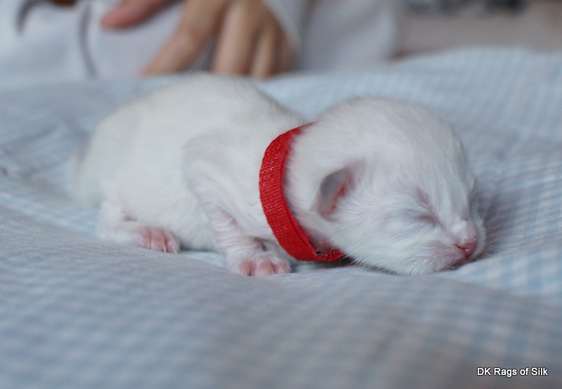 DK rags of silk,
ragdoll killinger,
ragdoll kilinger jylland