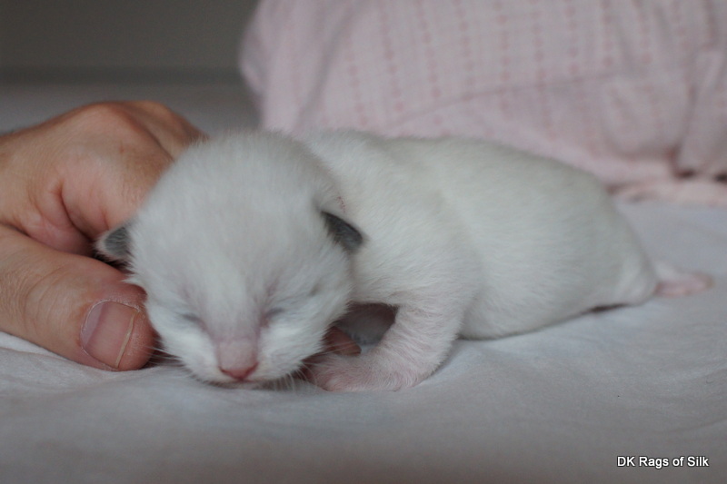 ragdoll killing,
ragdoll kat,
seriøst ragdoll opdræt