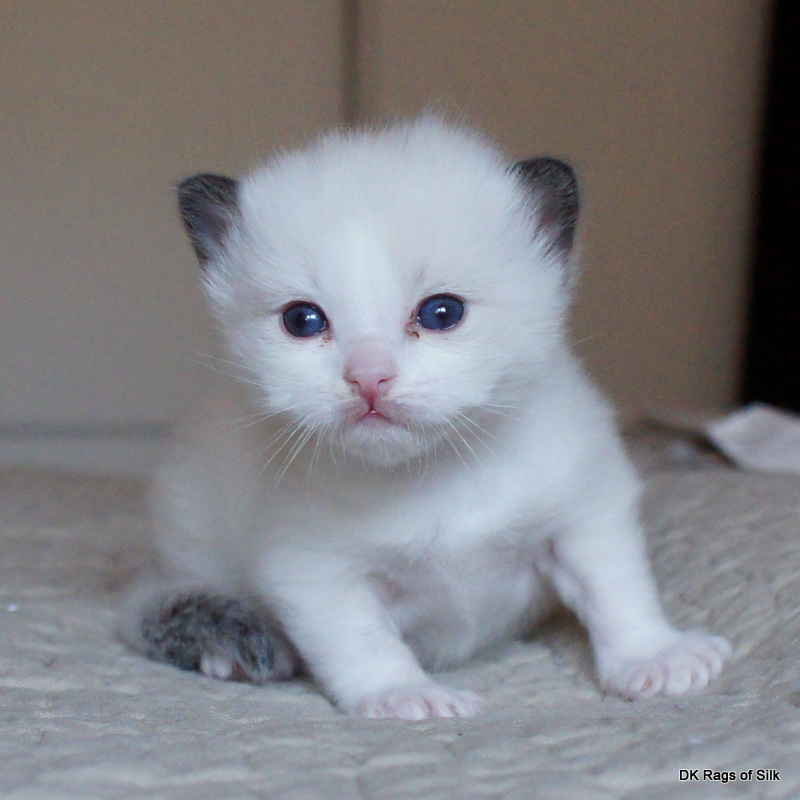 Ragdoll killinger,
DK rags of silk,
ragdoll killinger jylland,
DK rags of silk eri elvis